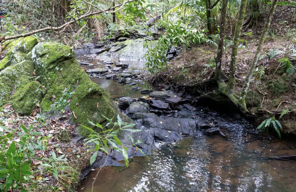 A mossy rainforest creek running over rocks